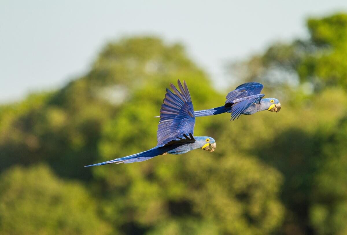 Pantanal — curiosidade 3
