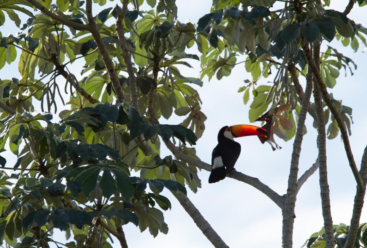 Pantanal — foto 14