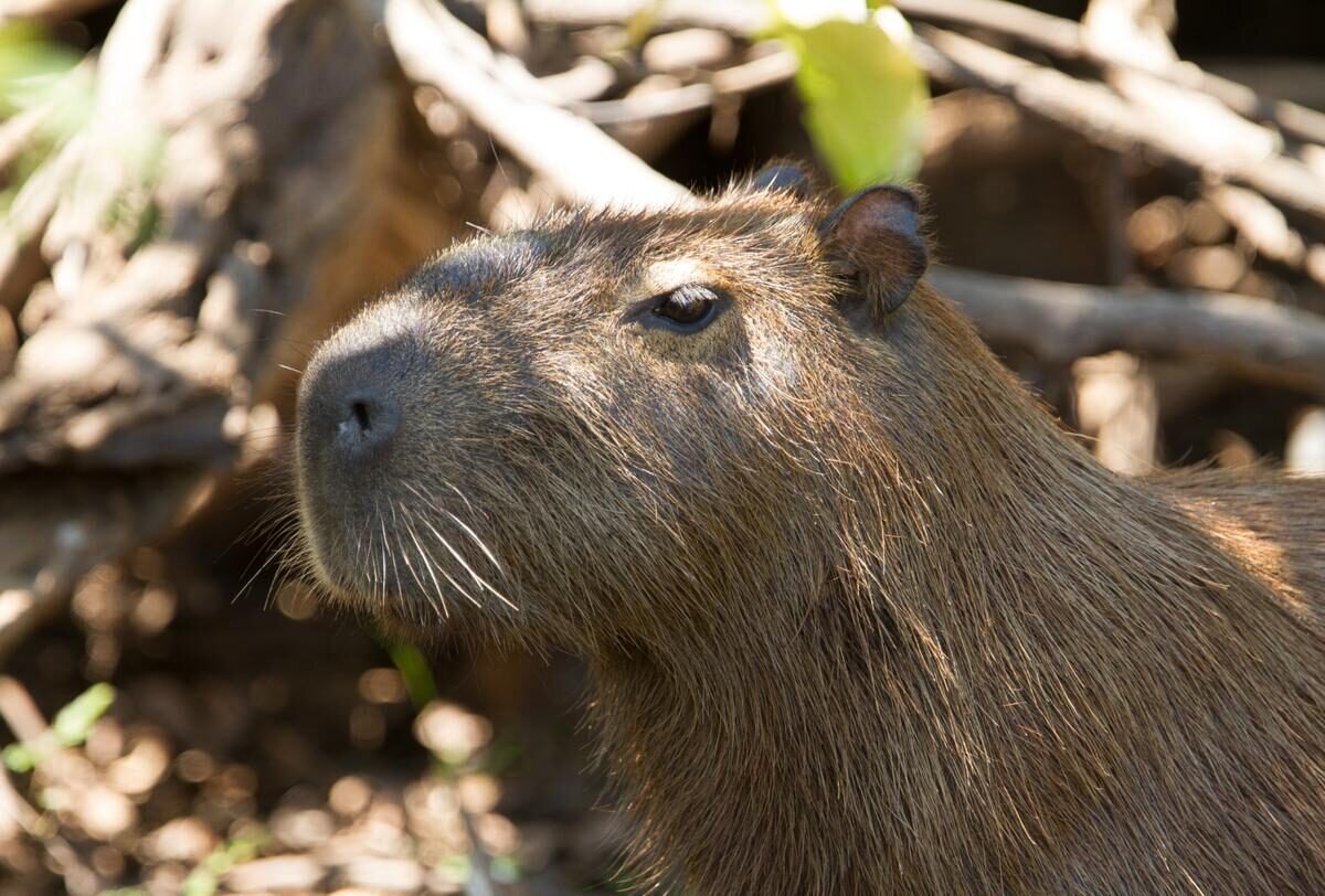 Pantanal — curiosidade 5