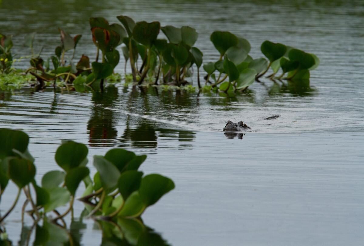 Pantanal — foto 16