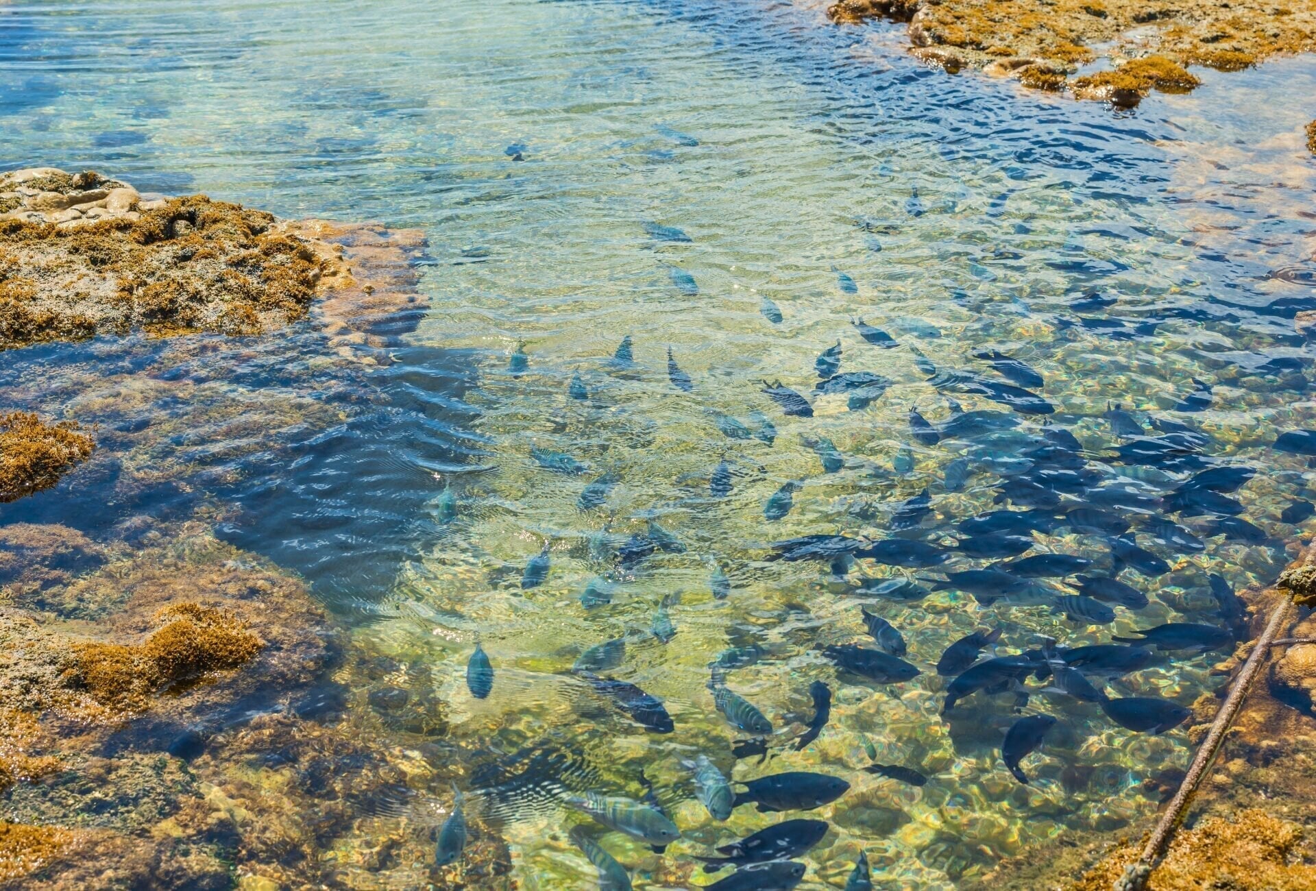 Porto de Galinhas — curiosidade 2