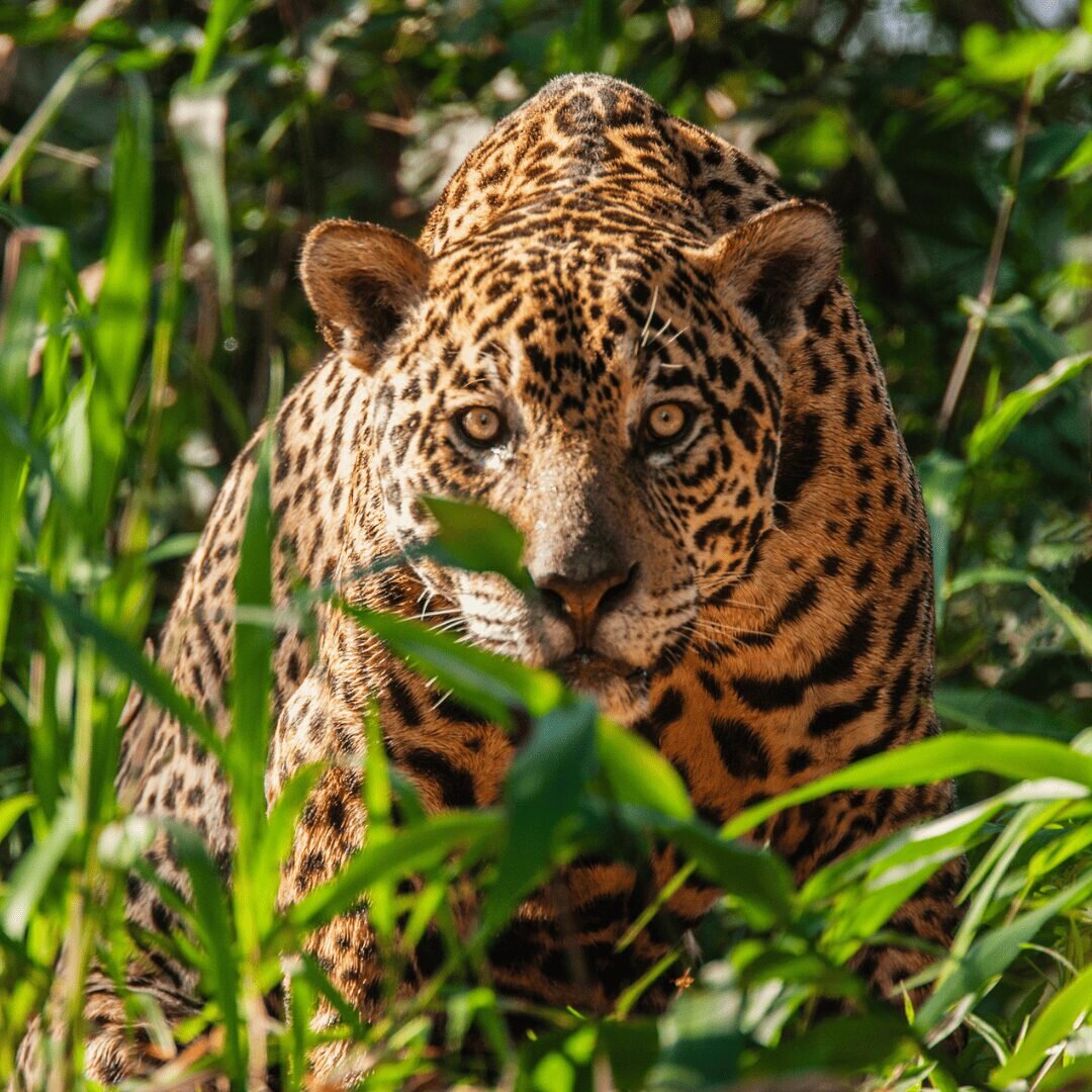 Pantanal — curiosidade 4
