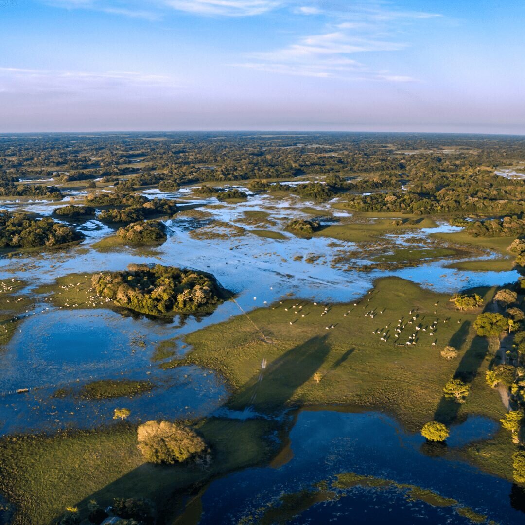 Pantanal — curiosidade 7