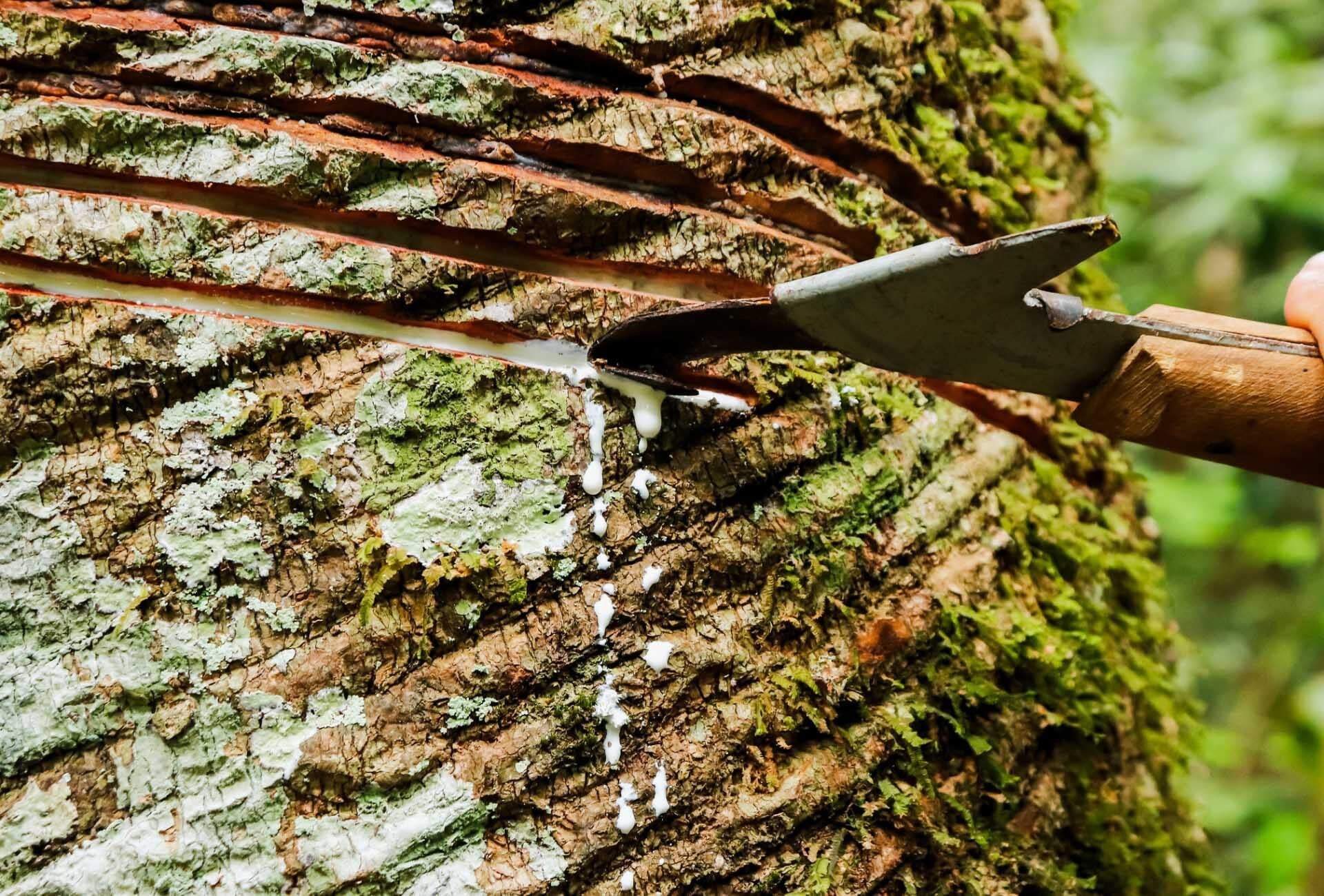 Explore the Chico Mendes Extractive Reserve near Rio Branco — What is an Extractive Reserve?