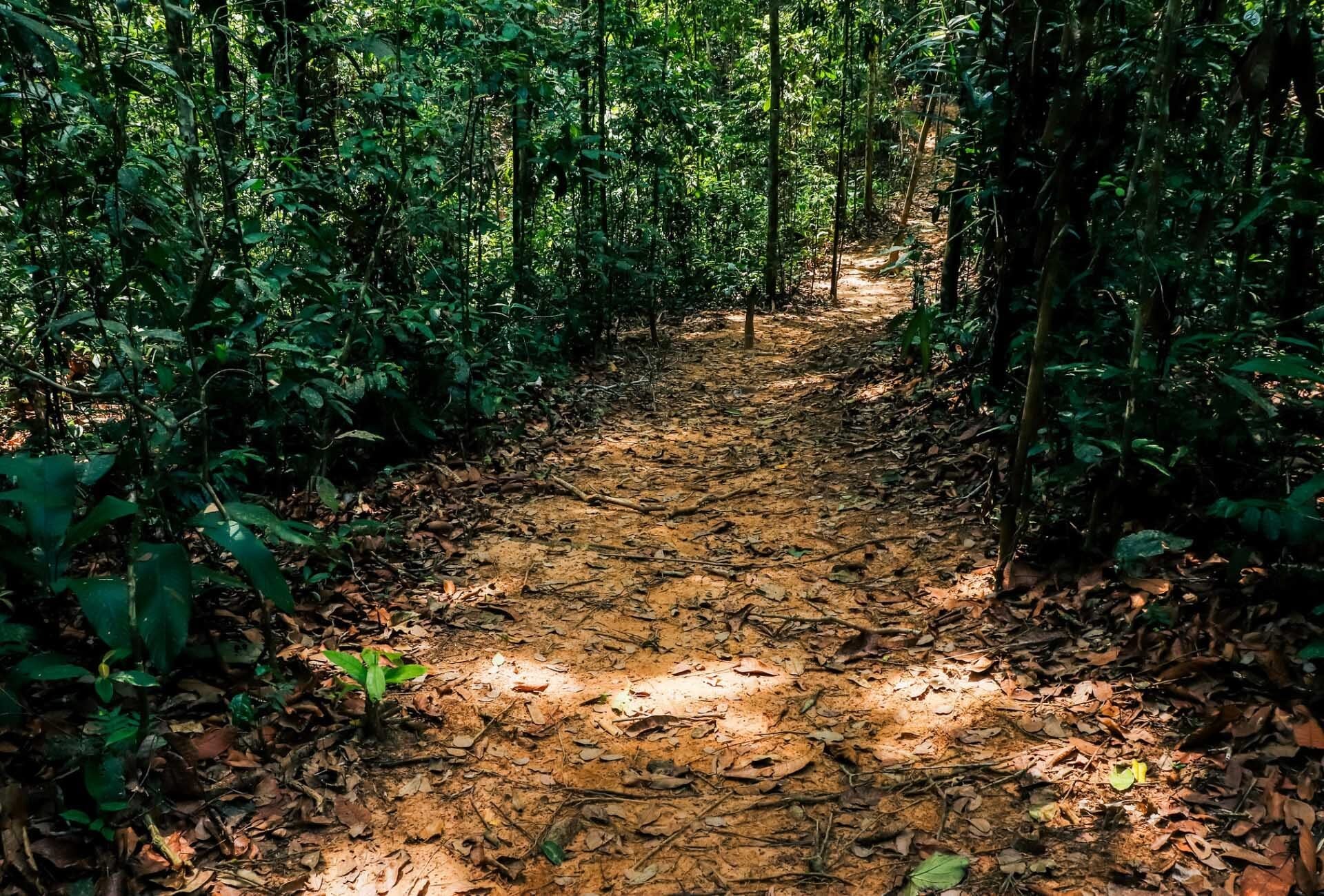 Explore the Chico Mendes Extractive Reserve near Rio Branco — Chico Mendes