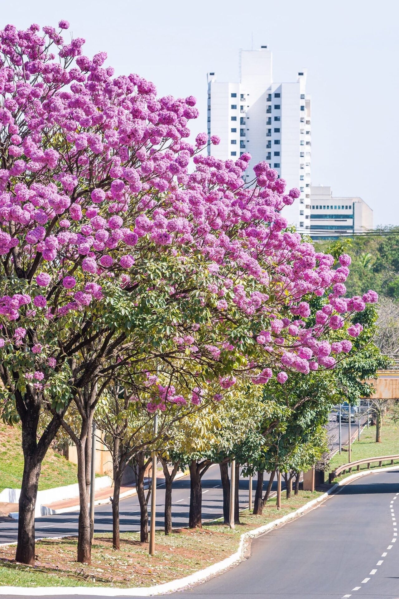 Campo Grande — foto 2