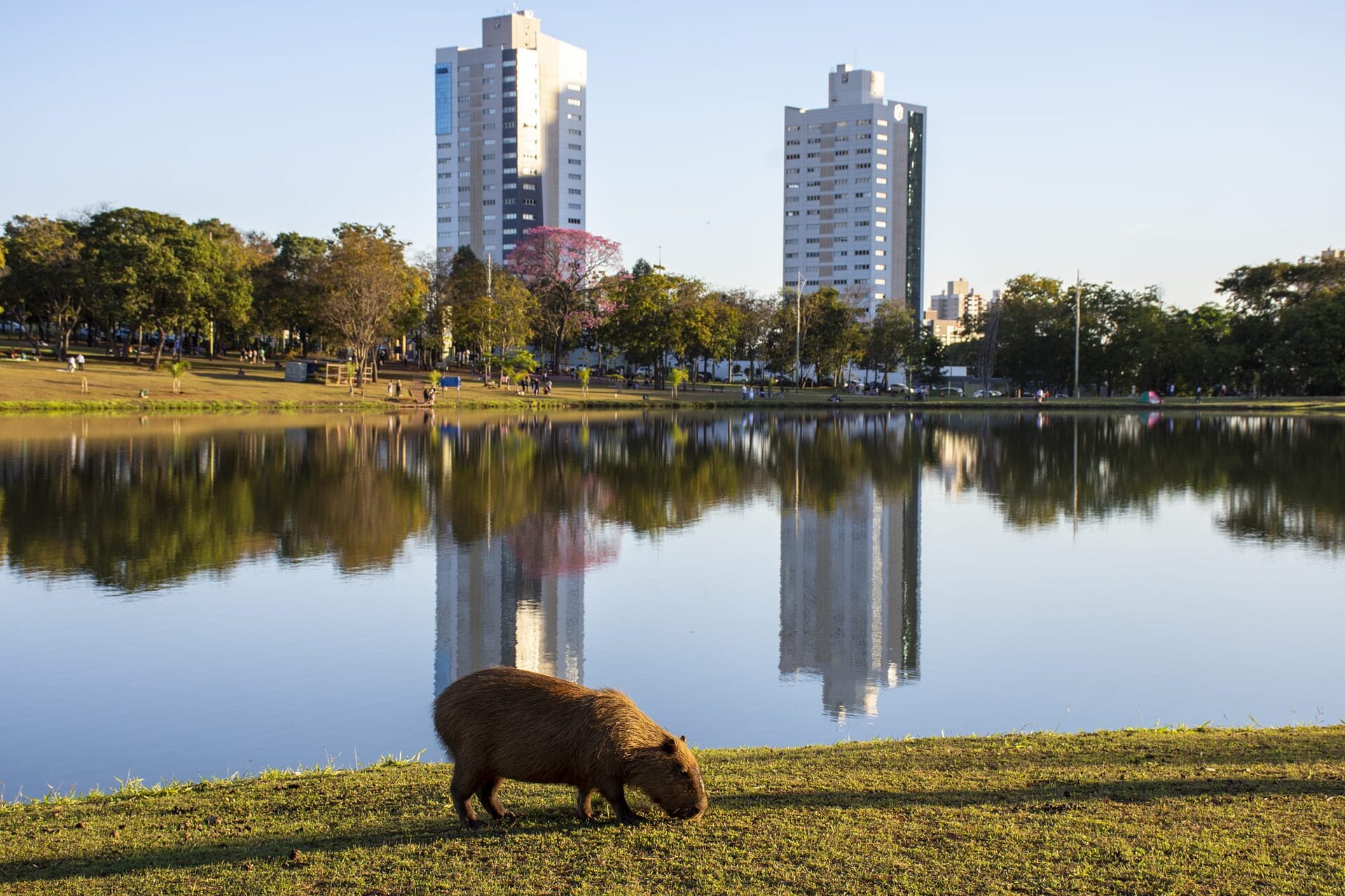 Campo Grande — foto 15