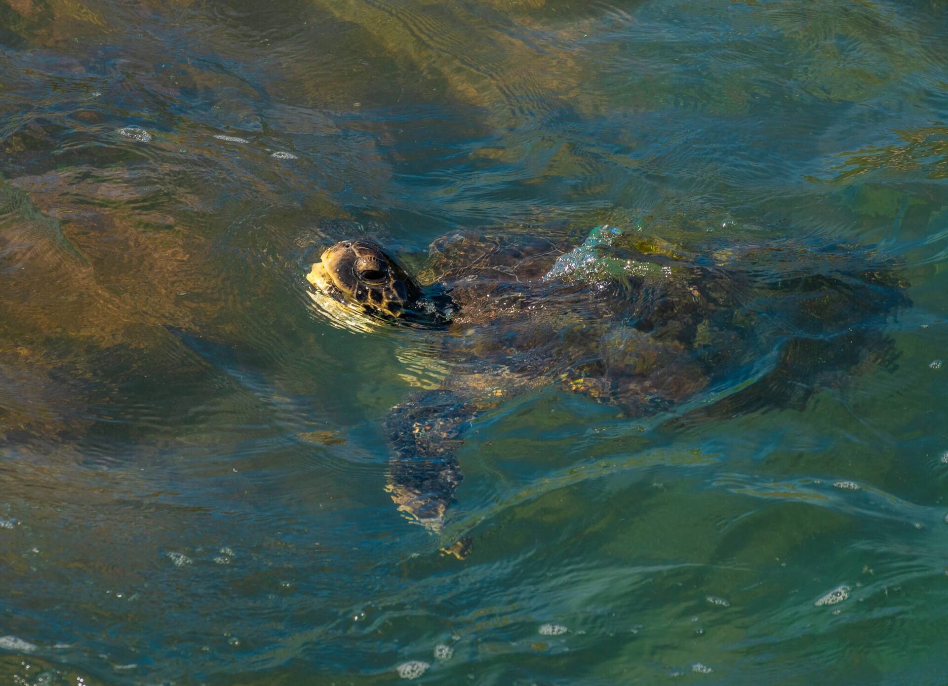 Observe tartarugas em um passeio de caiaque pelo mar de Búzios — Remando pelas águas cristalinas