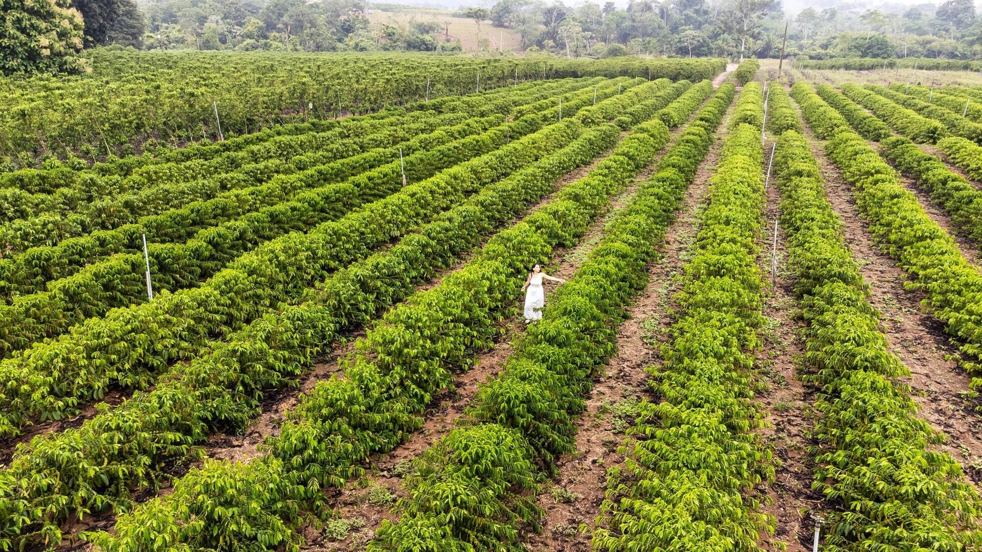 Do plantio à xícara: 7 rotas do café para conhecer pelo Brasil — 1\. Rota Café do Cerrado Mineiro (Minas Gerais)