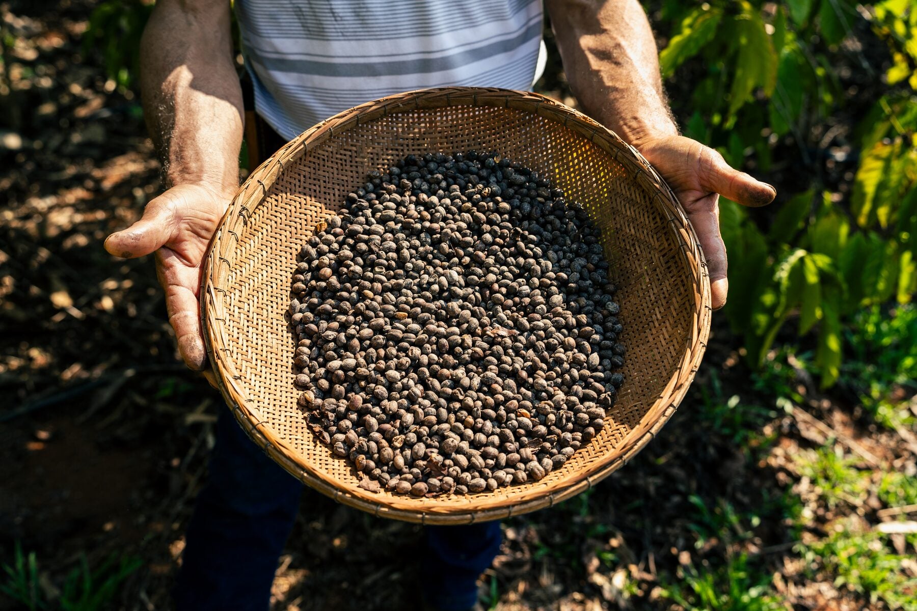 Do plantio à xícara: 7 rotas do café para conhecer pelo Brasil — 3\. Rotas do Café da Serra do Caparaó (Minas Gerais e Espírito Santo)